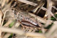 Platycleis albopunctata