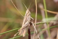 Chorthippus