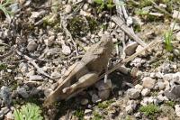 Oedipoda caerulescens
