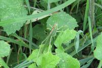 Tettigonia viridissima