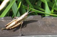 Pseudochorthippus parallelus