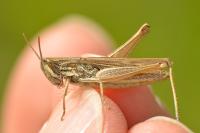 Chorthippus albomarginatus