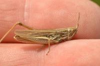 Chorthippus albomarginatus