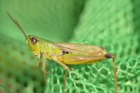 Pseudochorthippus parallelus