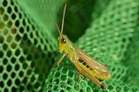 Pseudochorthippus parallelus