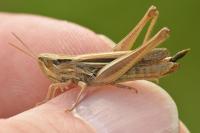 Euchorthippus elegantulus