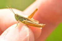 Euchorthippus declivus