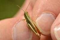 Euchorthippus declivus