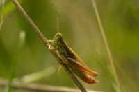 Euchorthippus declivus