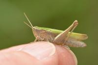 Chorthippus dorsatus