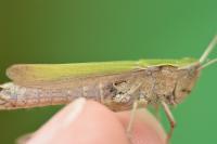 Chorthippus dorsatus