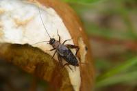 Nemobius sylvestris