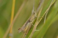 Chorthippus dorsatus
