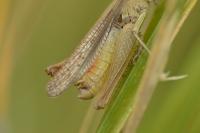 Chorthippus dorsatus