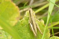 Euchorthippus elegantulus