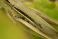 Euchorthippus elegantulus