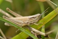 Euchorthippus elegantulus