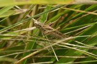 Tessellana tessellata