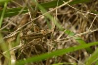 Tessellana tessellata