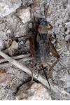Nemobius sylvestris