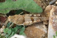 Oedipoda caerulescens
