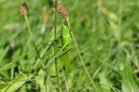 Ruspolia nitidula