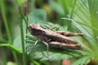 Gomphocerippus rufus