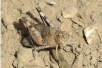 Oedipoda caerulescens