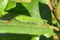 Phaneroptera falcata