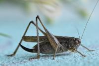 Platycleis albopunctata