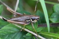 Roeseliana roeselii