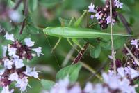 Ruspolia nitidula