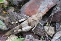 Oedipoda caerulescens