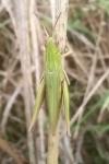 Chorthippus dorsatus