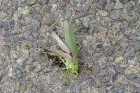 Tettigonia viridissima