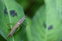Conocephalus fuscus