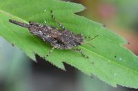 Tetrix ceperoi