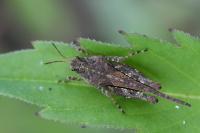 Tetrix ceperoi