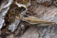 Tetrix subulata