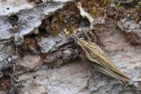 Tetrix subulata