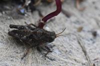Tetrix undulata
