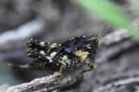 Tetrix undulata