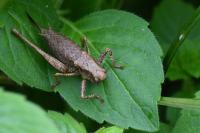 Pholidoptera griseoaptera