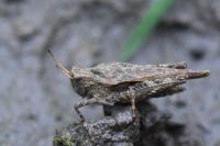 Tetrix subulata