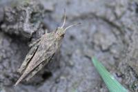 Tetrix subulata