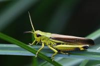 Stethophyma grossum
