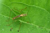 Leptophyes punctatissima
