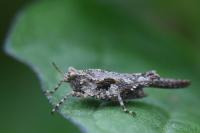 Tetrix ceperoi