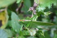 Tettigonia viridissima
