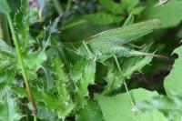 Tettigonia viridissima